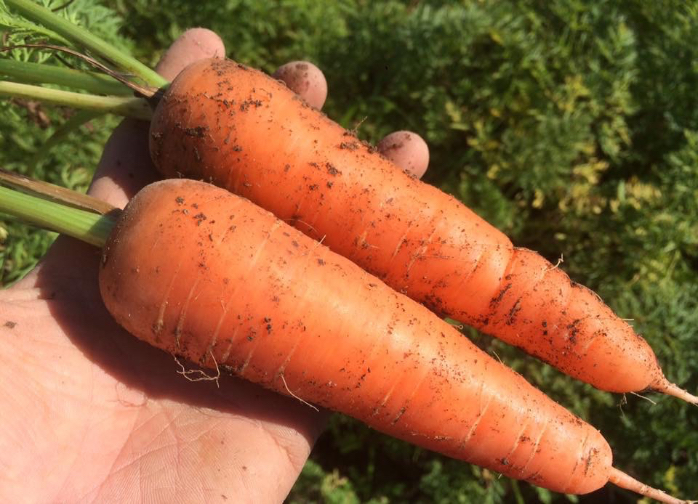 出口崇仁農園さんが育てた人参